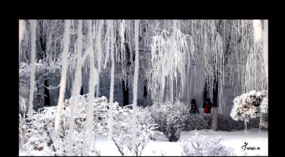 图片名称：校园雪景
作    者：尹壮
更新时间：2011/11/8 17:54:32
